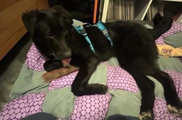 Cosmo -Schäfi-Mix in 55116 Mainz