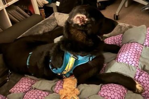 Cosmo -Schäfi-Mix in 55116 Mainz