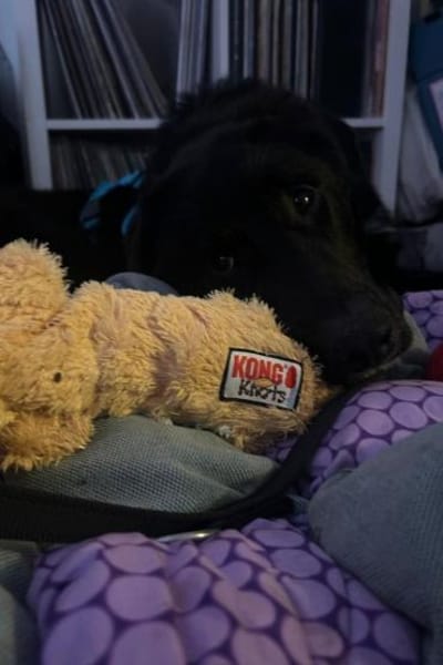 Cosmo -Schäfi-Mix in 55116 Mainz