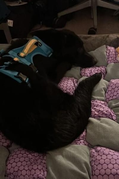 Cosmo -Schäfi-Mix in 55116 Mainz