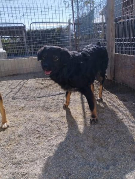 Kadim 45 cm Pflegestelle