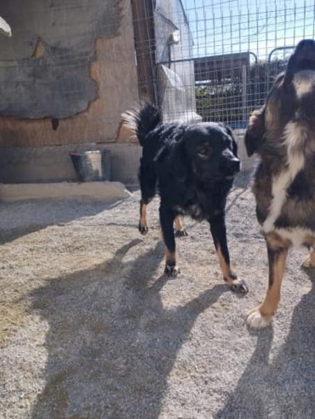 Kadim 45 cm Pflegestelle