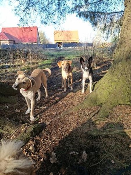 Mischlingshündin Flummi zart, freundlich