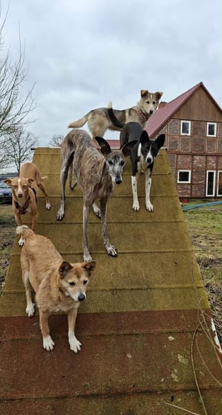 Mischlingshündin Flummi zart, freundlich