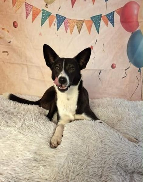 Mischlingshündin Flummi zart, freundlich