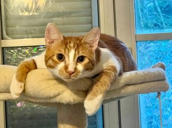 Fritz und Atlas aus dem Tierschutz