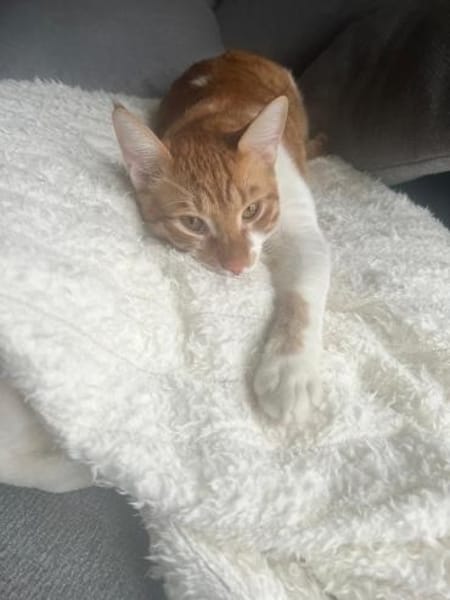 Fritz und Atlas aus dem Tierschutz