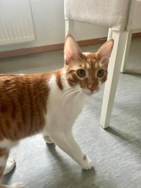 Fritz und Atlas aus dem Tierschutz