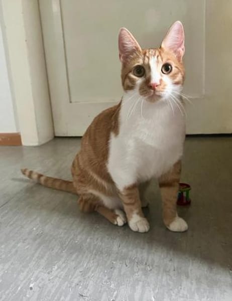 Fritz und Atlas aus dem Tierschutz