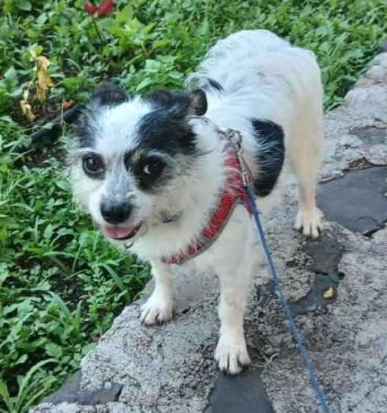 SIMBA 🌸 Traumhündin im XS-Format