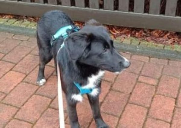 Sienna, süßer Schäfi in 45711 Datteln