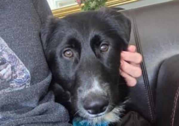 Sienna, süßer Schäfi in 45711 Datteln