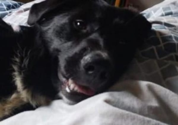 Sienna, süßer Schäfi in 45711 Datteln