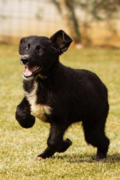 Sienna, süßer Schäfi in 45711 Datteln