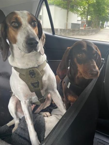 💜Asia sanfte Hündin auf Pflegest. in D