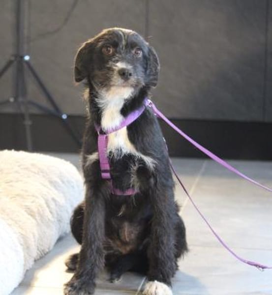 Netta möchte ihr Herz verschenken...