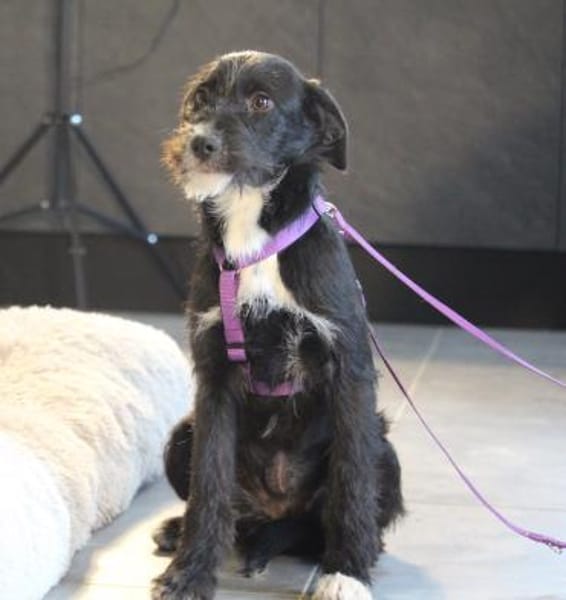 Netta möchte ihr Herz verschenken...