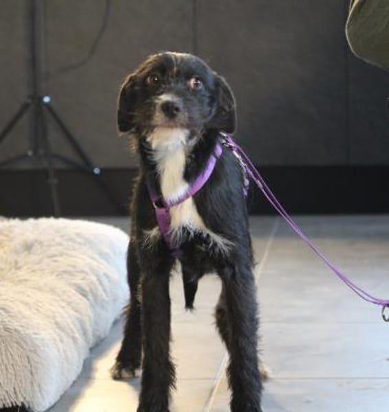 Netta möchte ihr Herz verschenken...