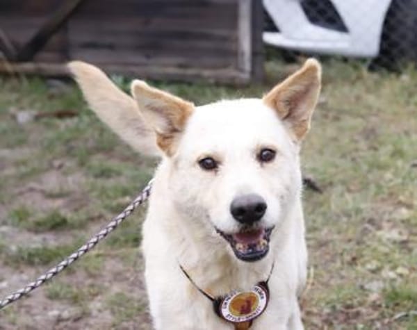 Intelligenter Michel sucht sein Zuhause