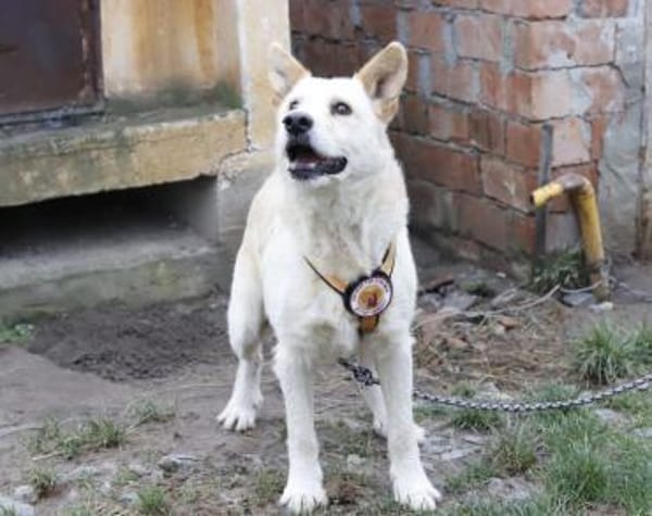 Intelligenter Michel sucht sein Zuhause