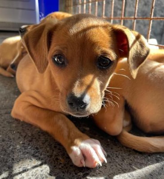 MAJA 💝 zauberhaftes Welpenmädchen!