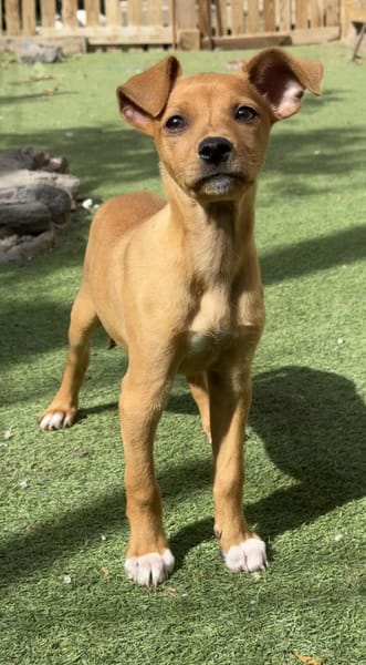 MAJA 💝 zauberhaftes Welpenmädchen!