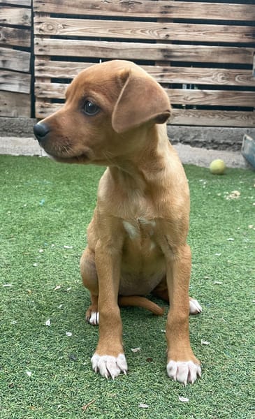 MAJA 💝 zauberhaftes Welpenmädchen!