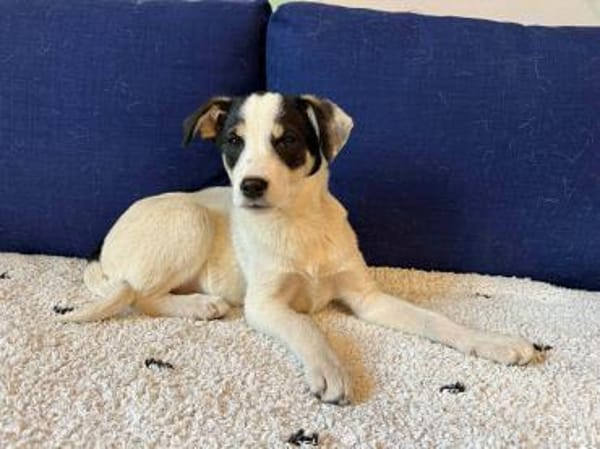 Welpe Mika möchte ins Leben starten!