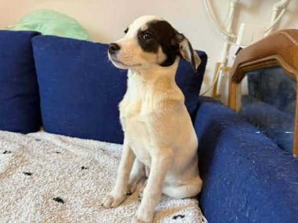 Welpe Mika möchte ins Leben starten!