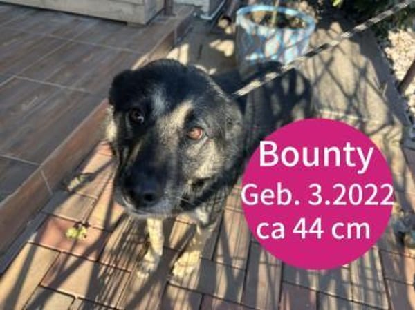 Ruhige und entspannte Bounty sucht Dich!
