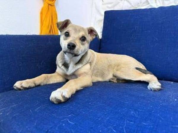 Welpe Caramela möchte die Welt entdecken