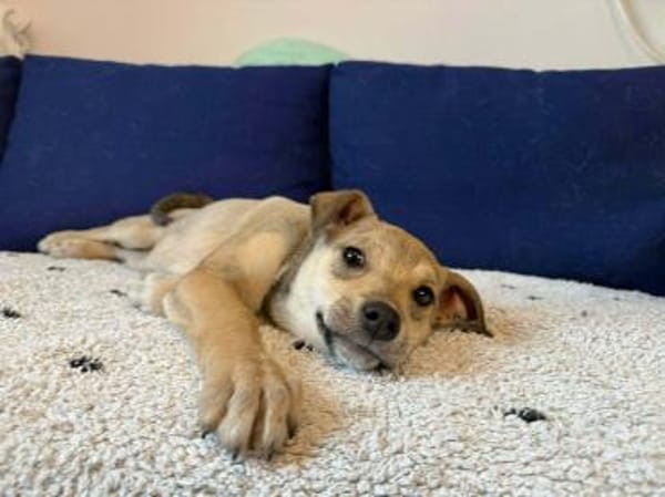 Welpe Caramela möchte die Welt entdecken