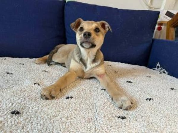 Welpe Caramela möchte die Welt entdecken