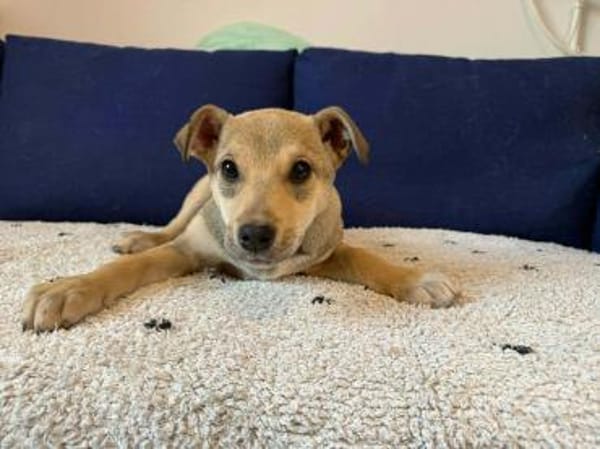 Welpe Caramela möchte die Welt entdecken