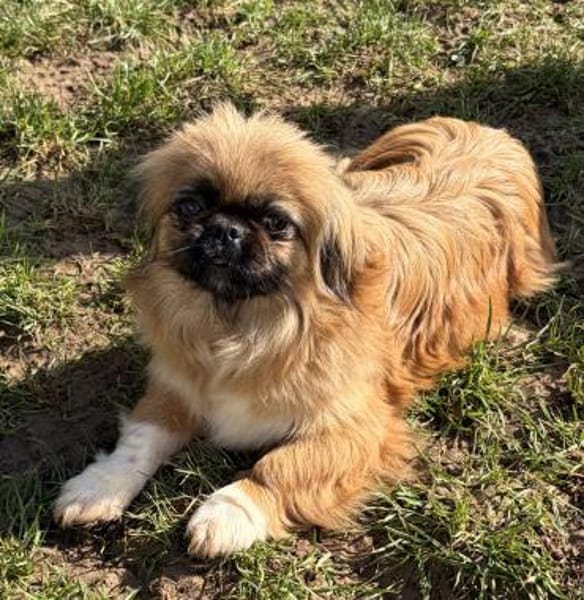 Zuckersüße Pepples