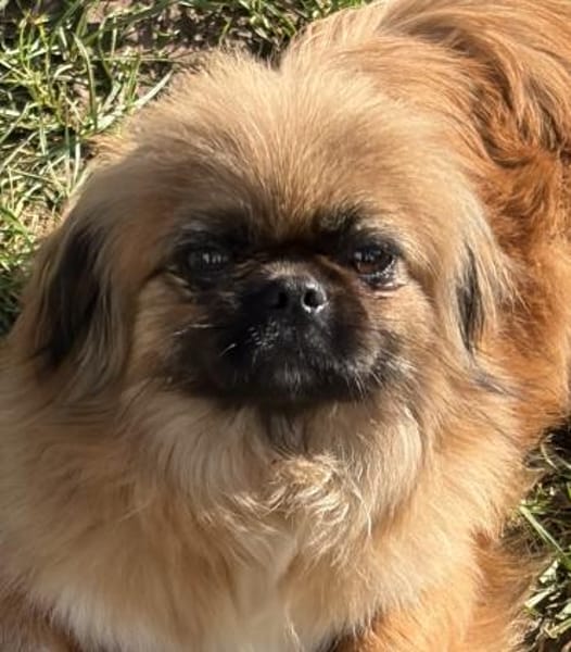 Zuckersüße Pepples