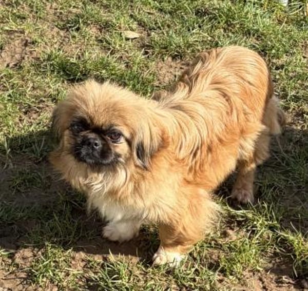 Zuckersüße Pepples