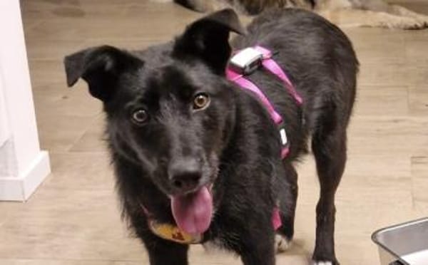 Mindy sucht ihr Glück