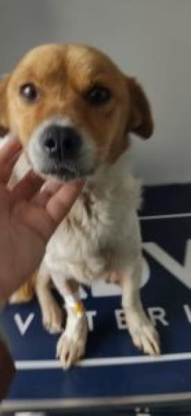 Pisa 28 cm (Pflegestelle)