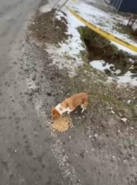 Pisa 28 cm (Pflegestelle)