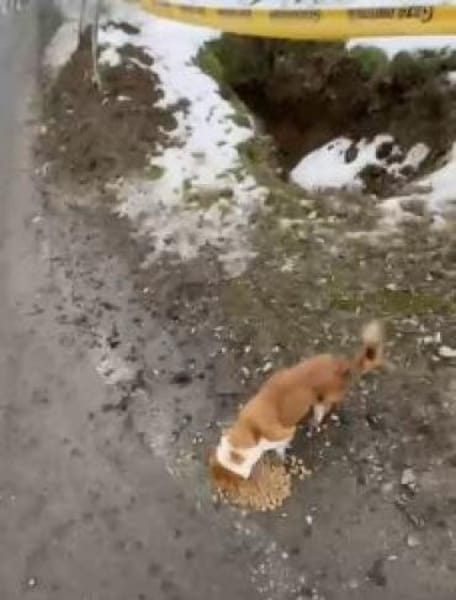 Pisa 28 cm (Pflegestelle)