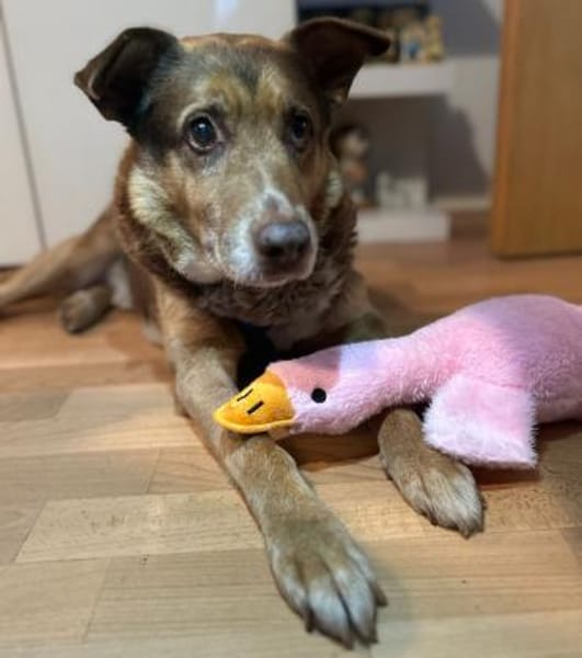 Opa Milka mit jugendlichen Herzen