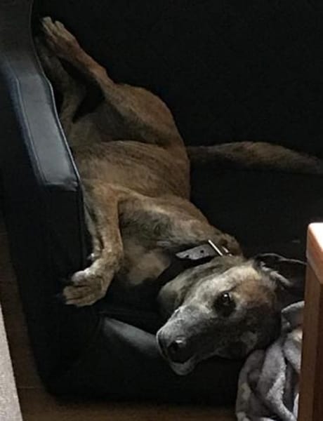 Cassie - freundliche und brave Hündin