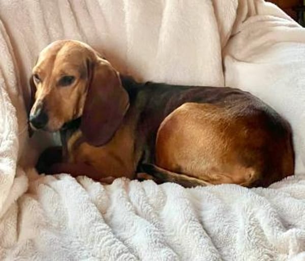 Trudi - Glück auf Lebenszeit gesucht