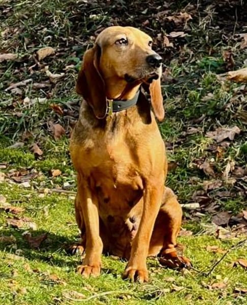 Trudi - Glück auf Lebenszeit gesucht