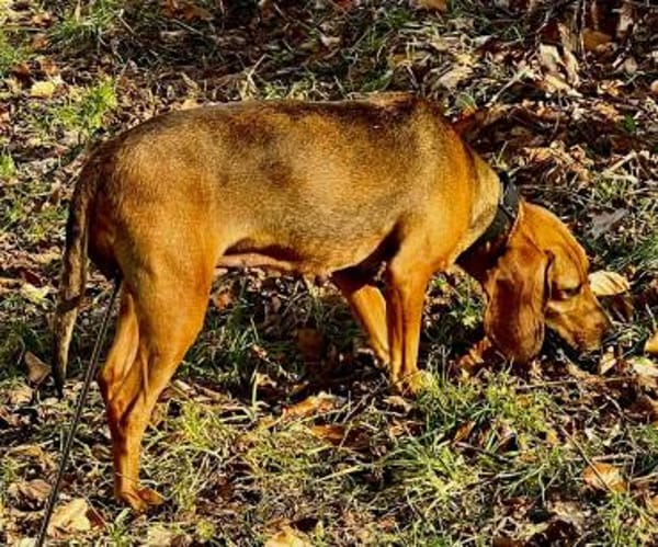Trudi - Glück auf Lebenszeit gesucht