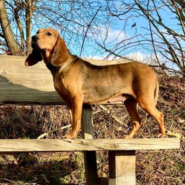 Trudi - Glück auf Lebenszeit gesucht