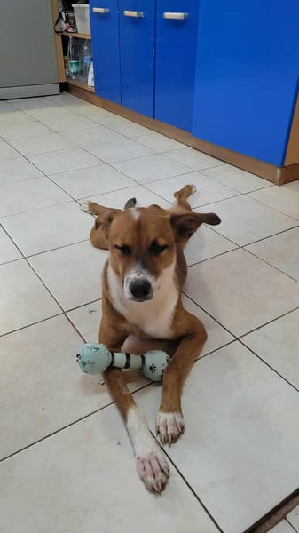 aloka le chouchou créole