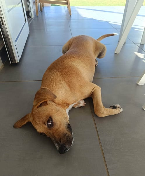 ATCHI, Mâle junior Berger Créole