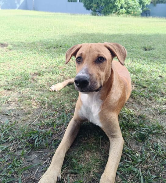 ATCHI, Mâle junior Berger Créole